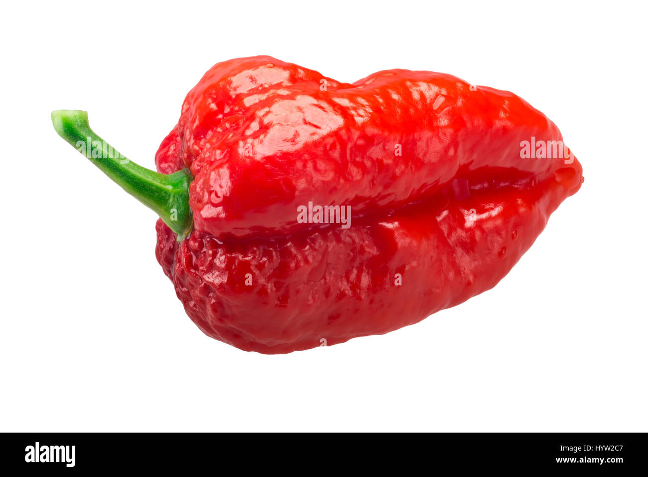 Bhut Jolokia ghost chili pepper (Capsicum frutescens x Capsicum chinense hybrid). Clipping paths, shadowless Stock Photo