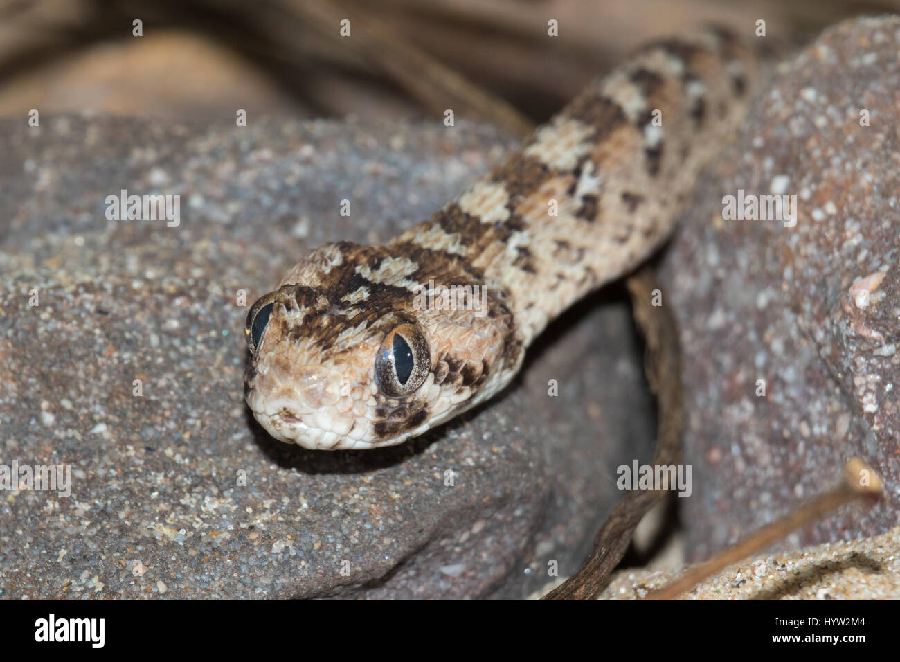 Ocellated Saw-scaled Viper (Echis ocellatus) Stock Photo