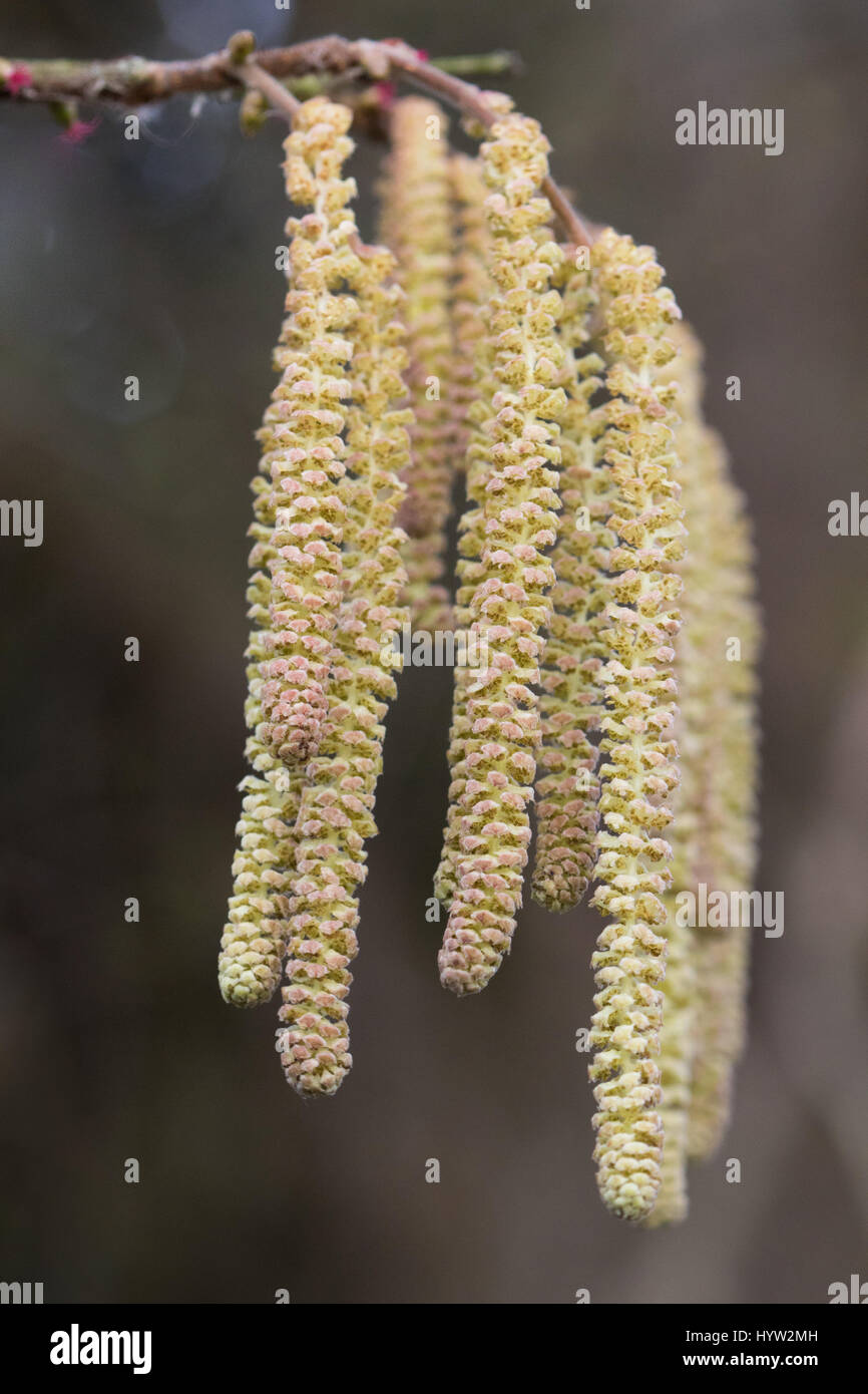 male flowers (catkins) of an Alder tree (Alnus glutinosa) Stock Photo