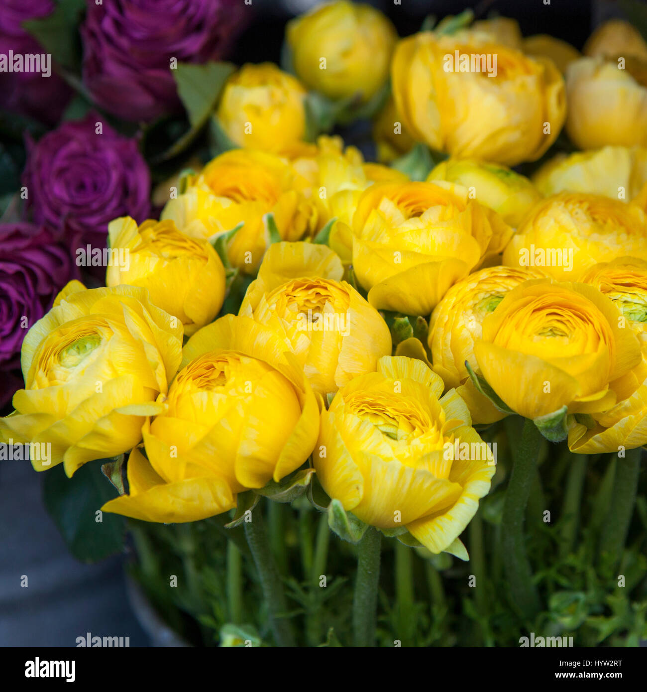 background with bouquet of yellow Ranunculaceae for sale Stock Photo