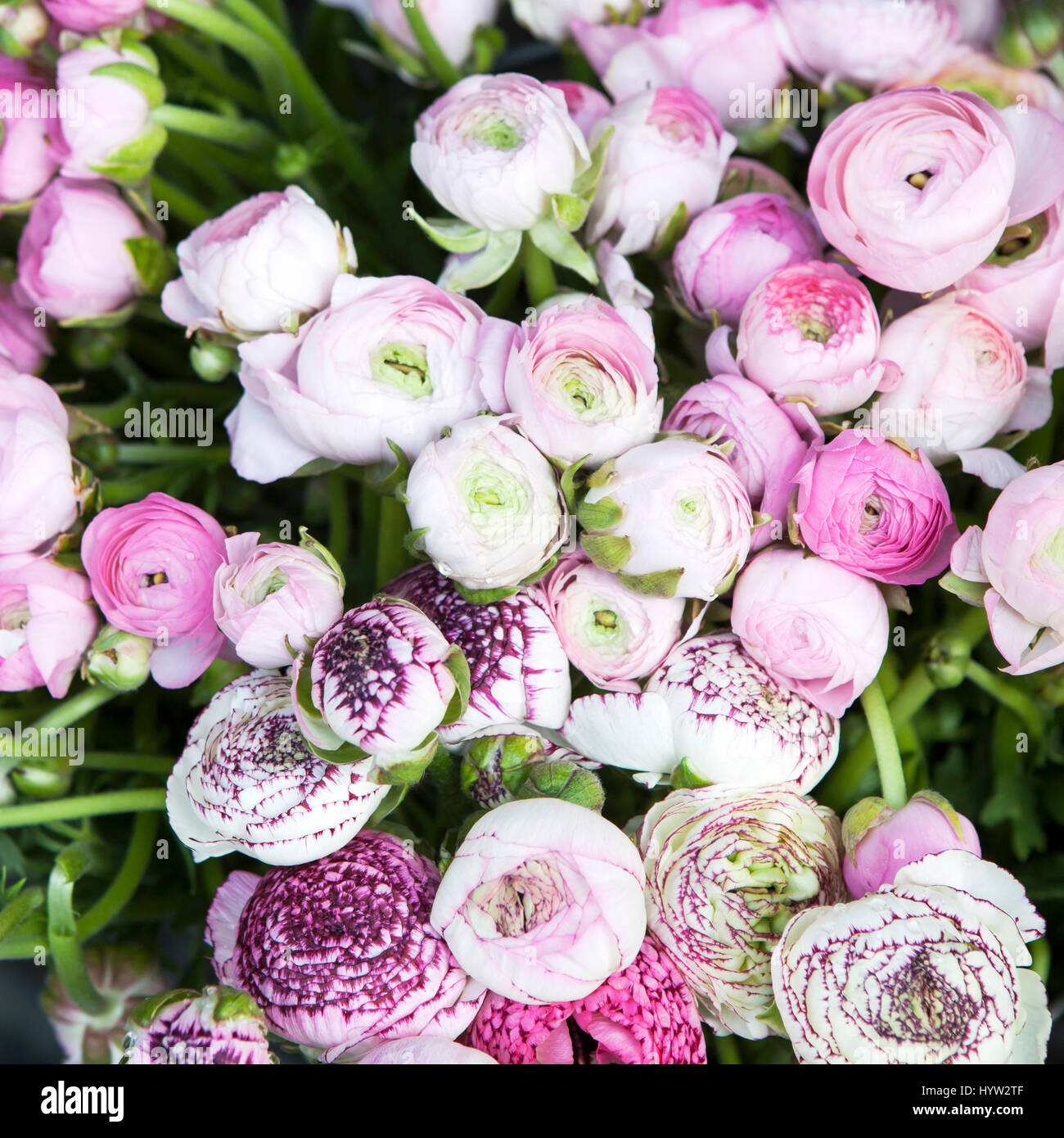 background with bouquet of pink Ranunculaceae for sale Stock Photo