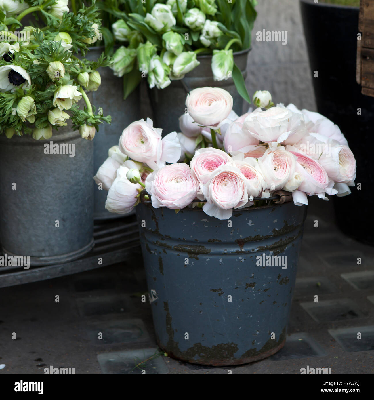 background with bouquet of pink Ranunculaceae for sale Stock Photo