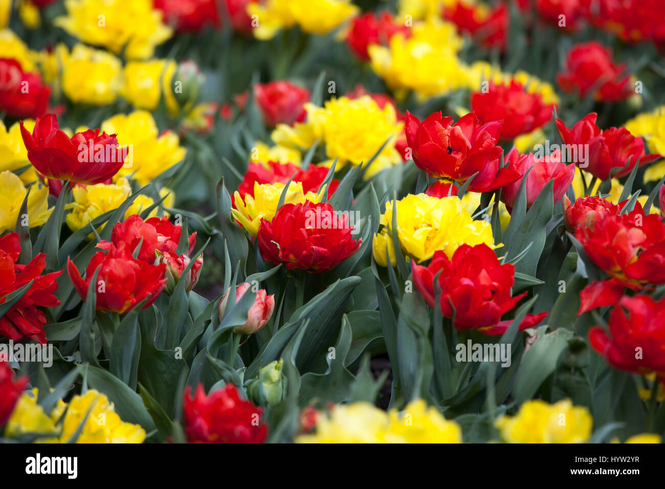 Wallpaper with red and yellow tulip. Top view Stock Photo - Alamy