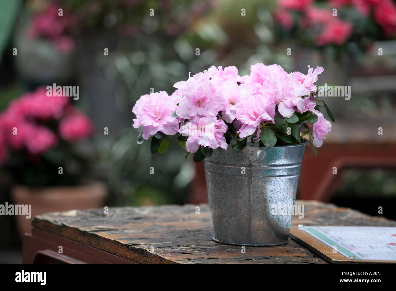 Indian Azalea (Rhododendron simsii), flowering potted plant in the pot as a  decoration of table in cafe Stock Photo - Alamy
