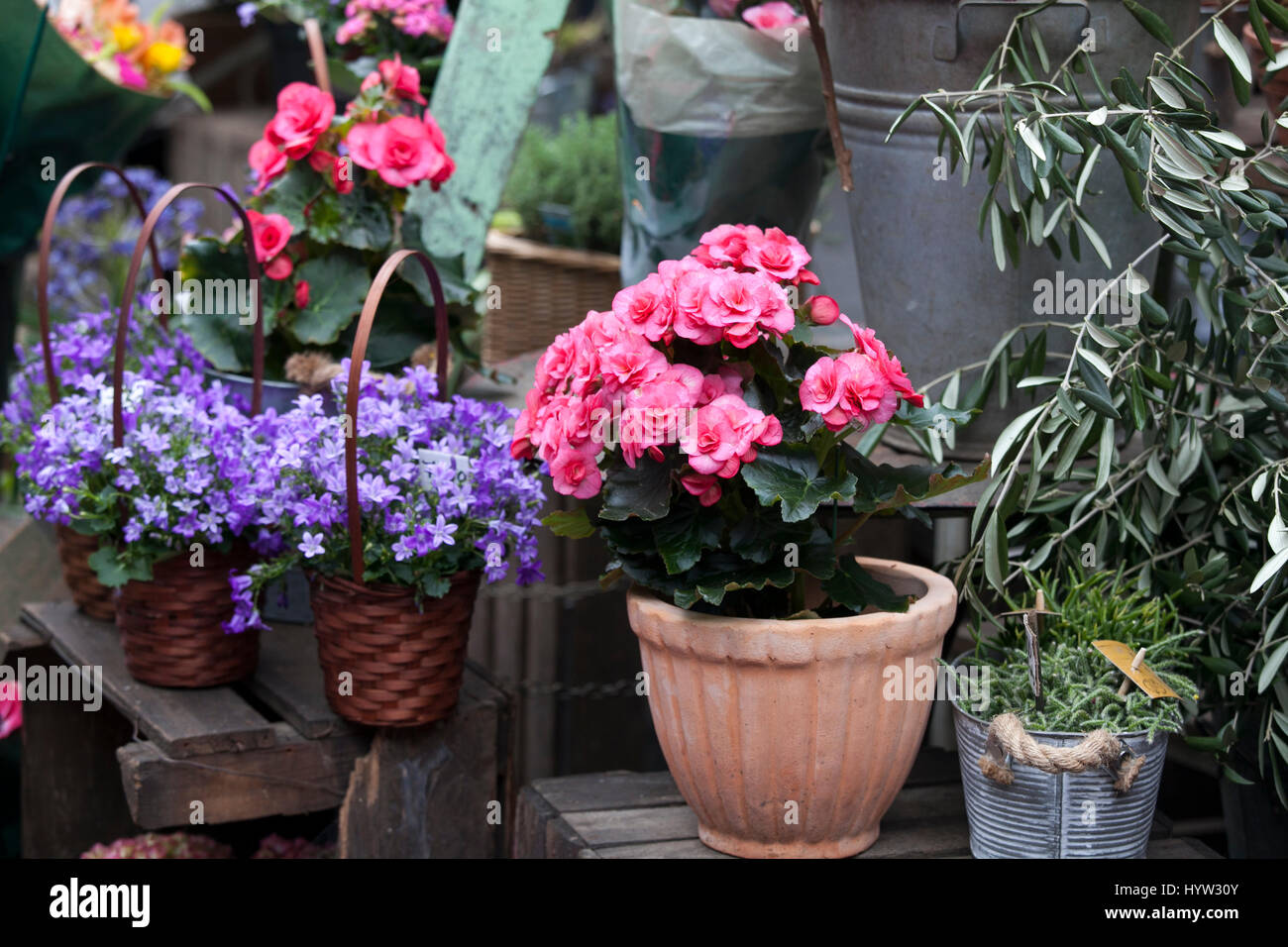 Begonia and Campaign in pots as a decoration of the wall of the house Stock Photo