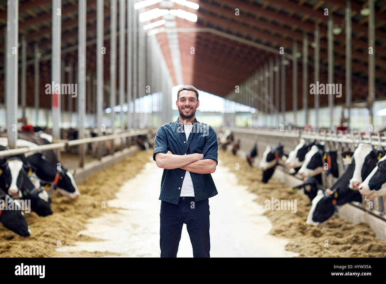 man or farmer with cows in cowshed on dairy farm Stock Photo - Alamy