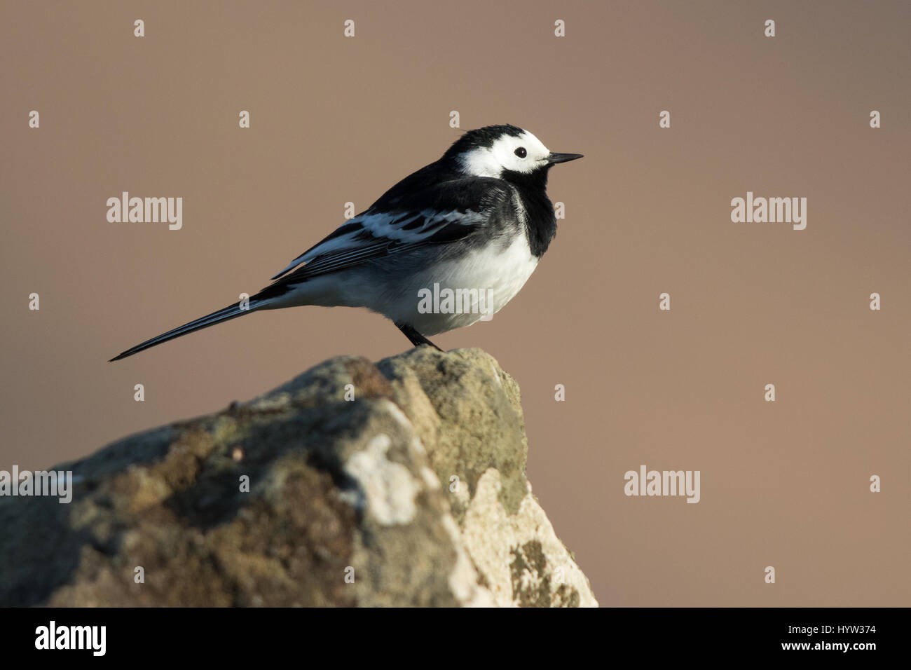 adult male Pied Wagtail (Motacilla alba yarrellii) Stock Photo