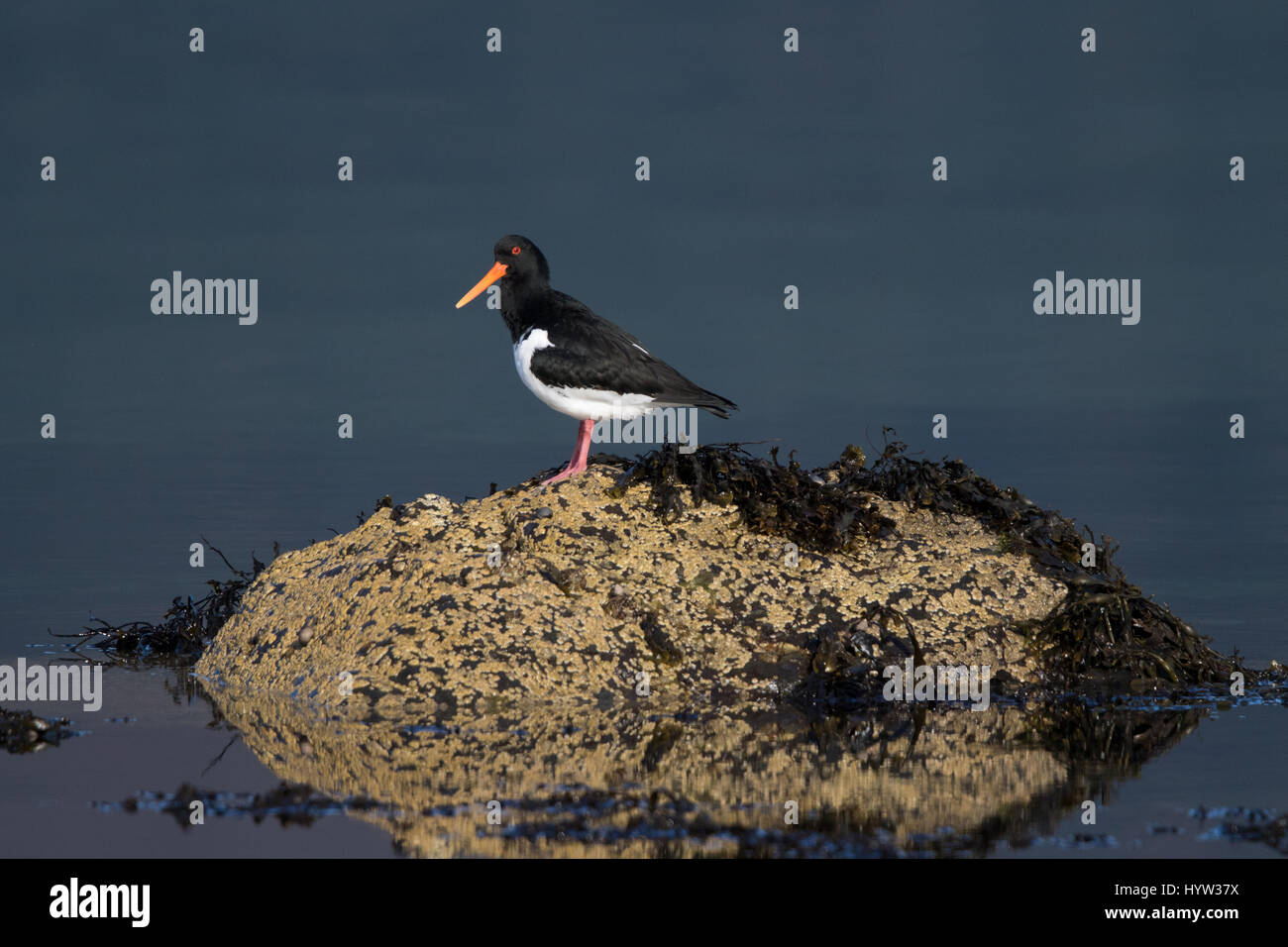 Eurasian Oystercatcher (Haematopus ostralegus Stock Photo Alamy