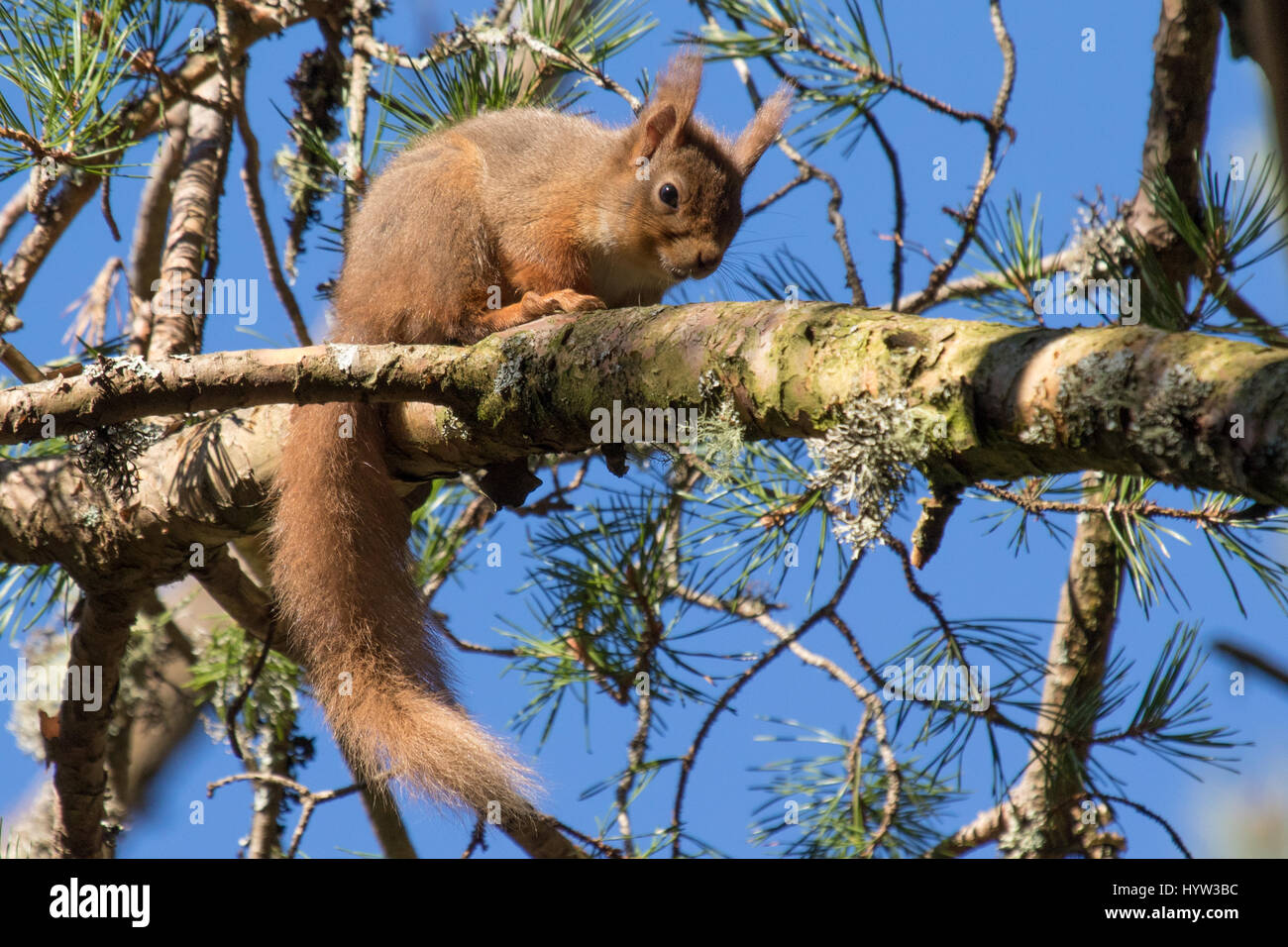 Red Squirrel (Sciurus vulgaris Stock Photo Alamy