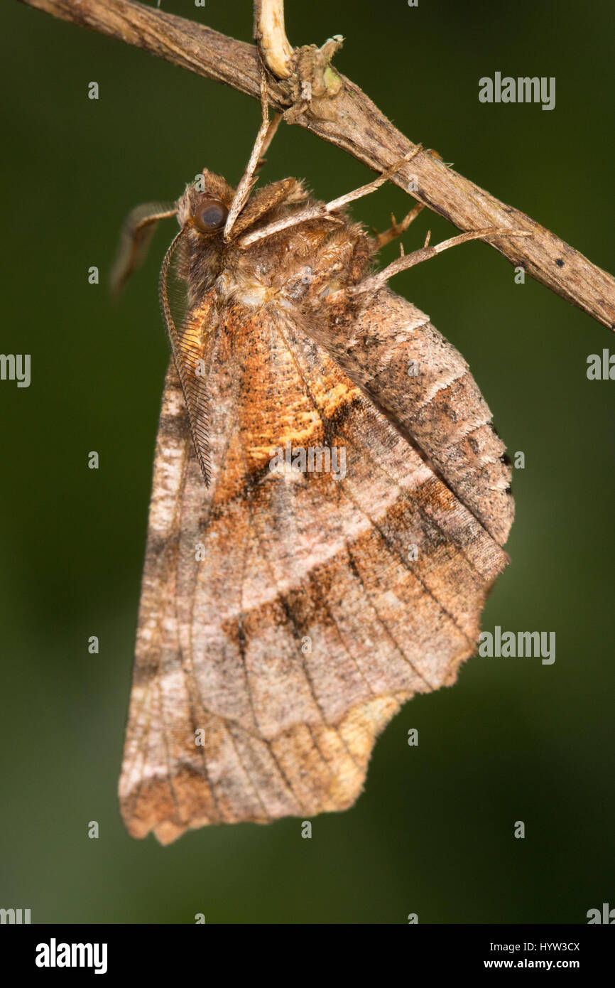 Early Thorn (Selenia dentaria) moth hanging from a branch like a dead leaf Stock Photo