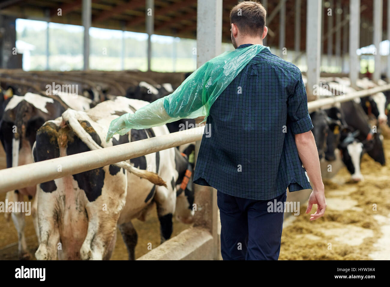 farmer in veterinary glove with cows on dairy farm Stock Photo