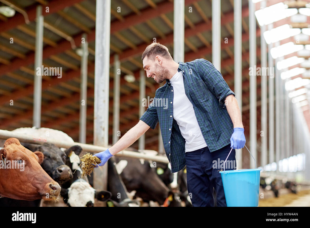 man feeding cows with hay in cowshed on dairy farm Stock Photo - Alamy