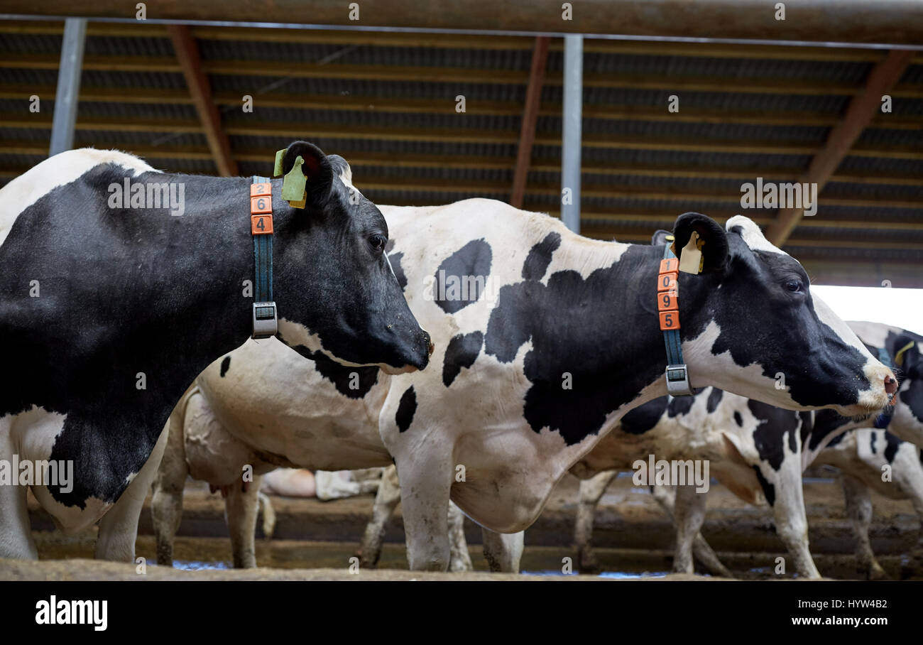 herd of cows in cowshed on dairy farm Stock Photo - Alamy