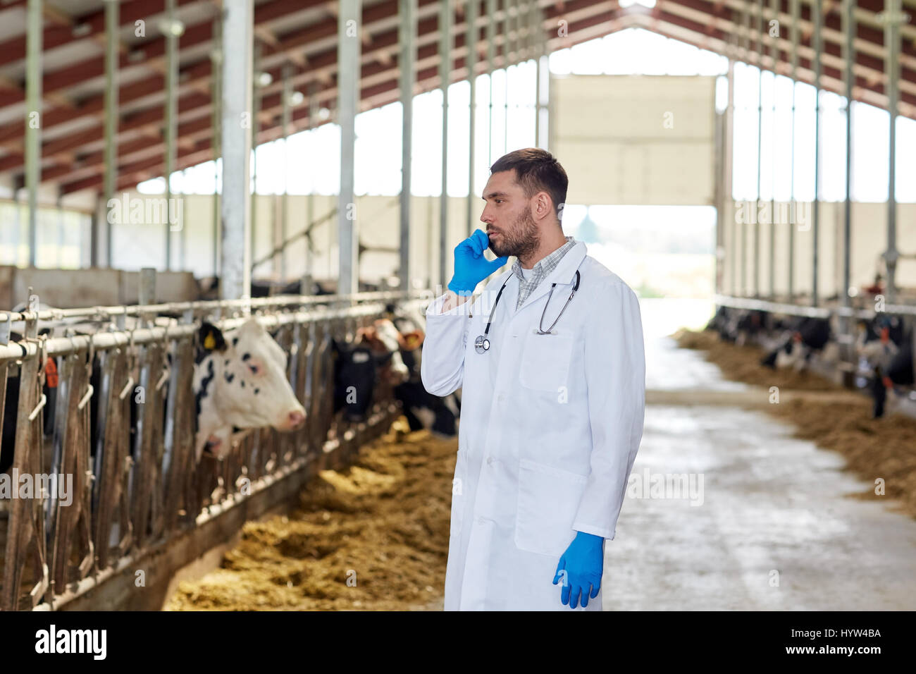 vet doctor calling on cellphone and cows at farm Stock Photo