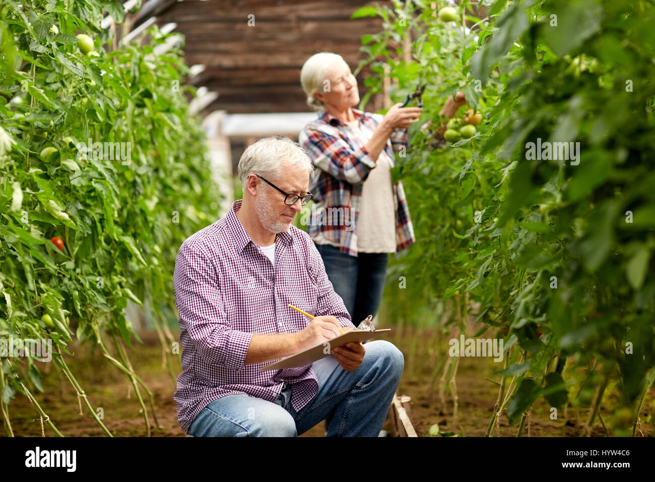 senior couple growing tomatoes at farm greenhouse Stock Photo - Alamy