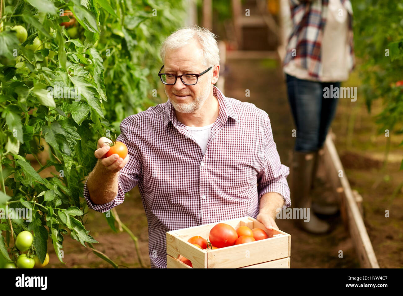 old man picking tomatoes up at farm greenhouse Stock Photo - Alamy