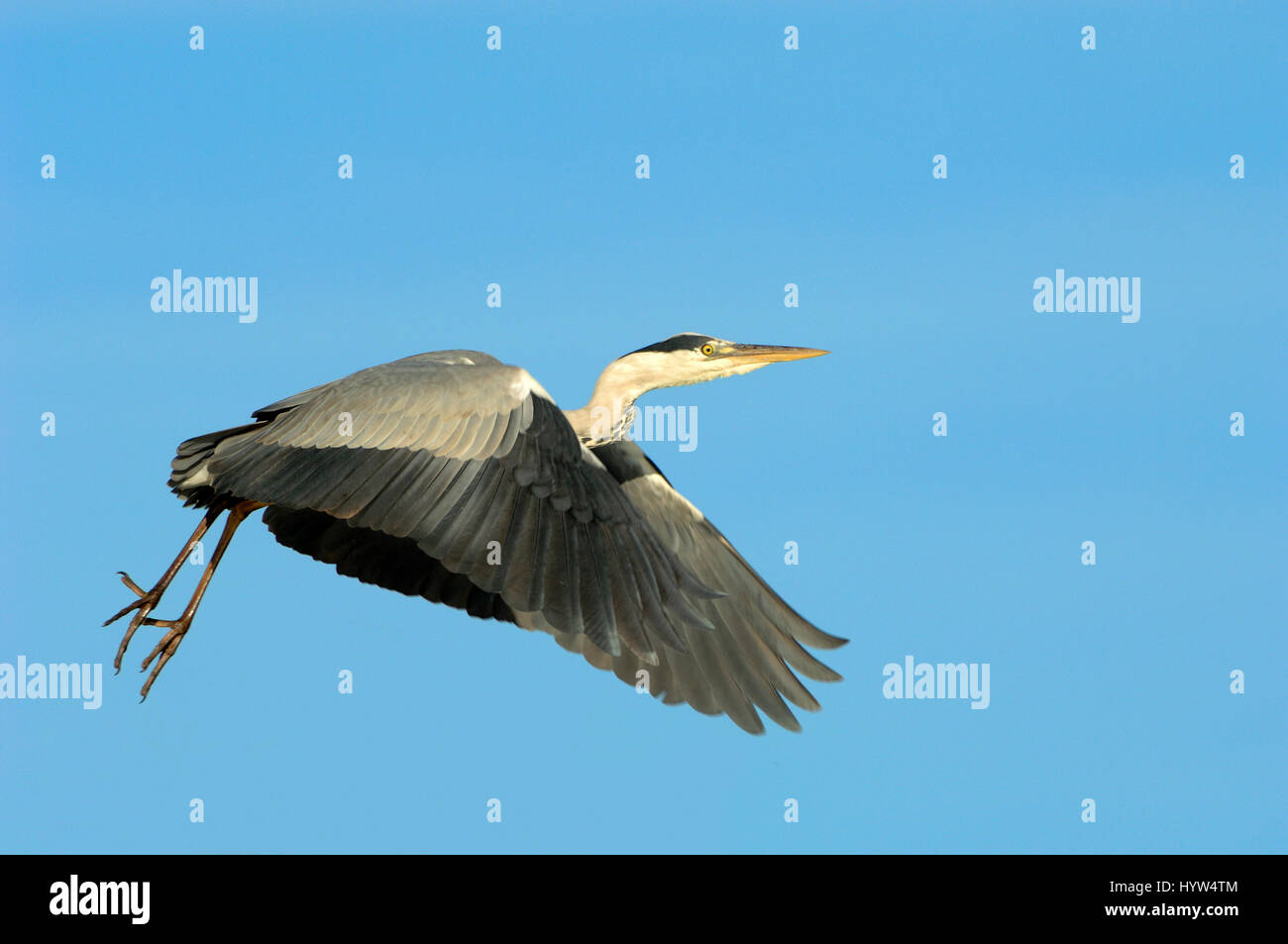 Single Grey Heron, Ardea cinerea, Flying with Background of Clear Blue Sky Stock Photo