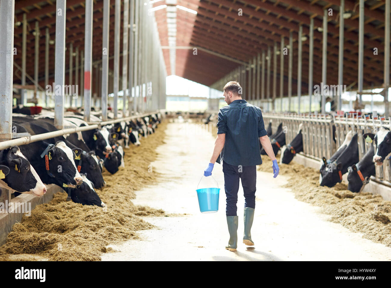 man with bucket walking in cowshed on dairy farm Stock Photo - Alamy