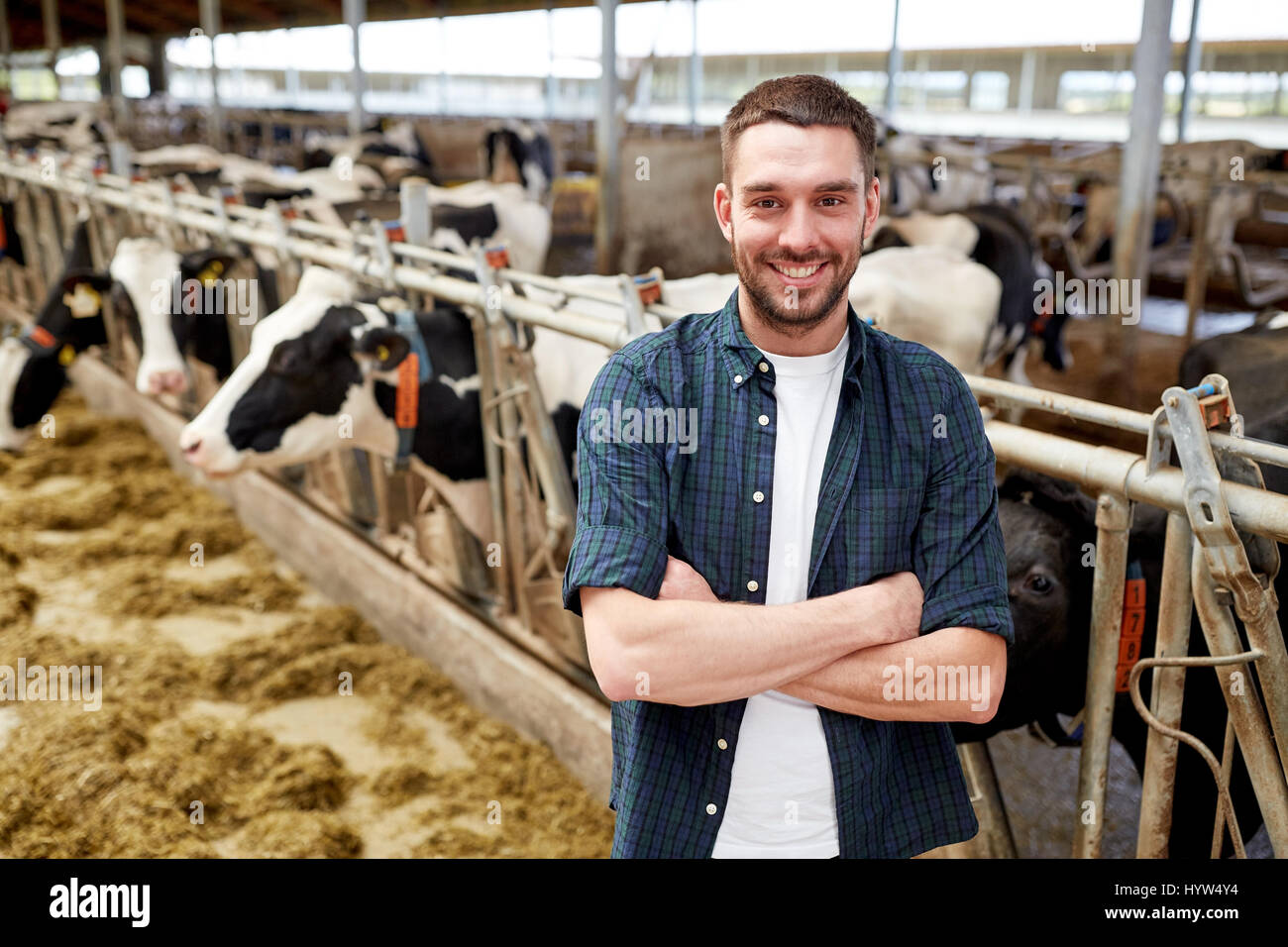 man or farmer with cows in cowshed on dairy farm Stock Photo - Alamy