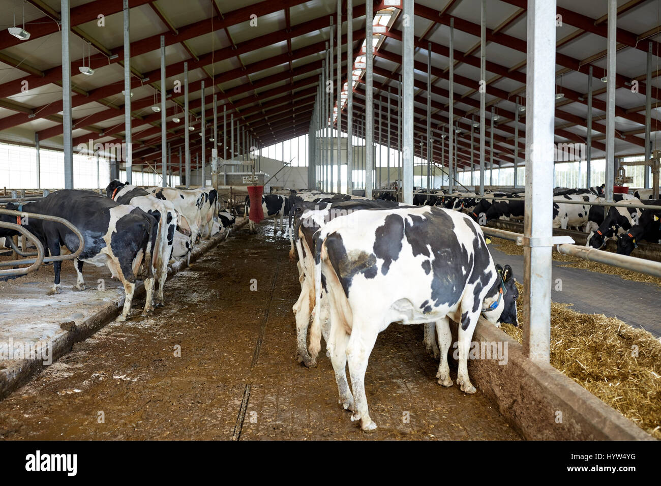 herd of cows eating hay in cowshed on dairy farm Stock Photo - Alamy