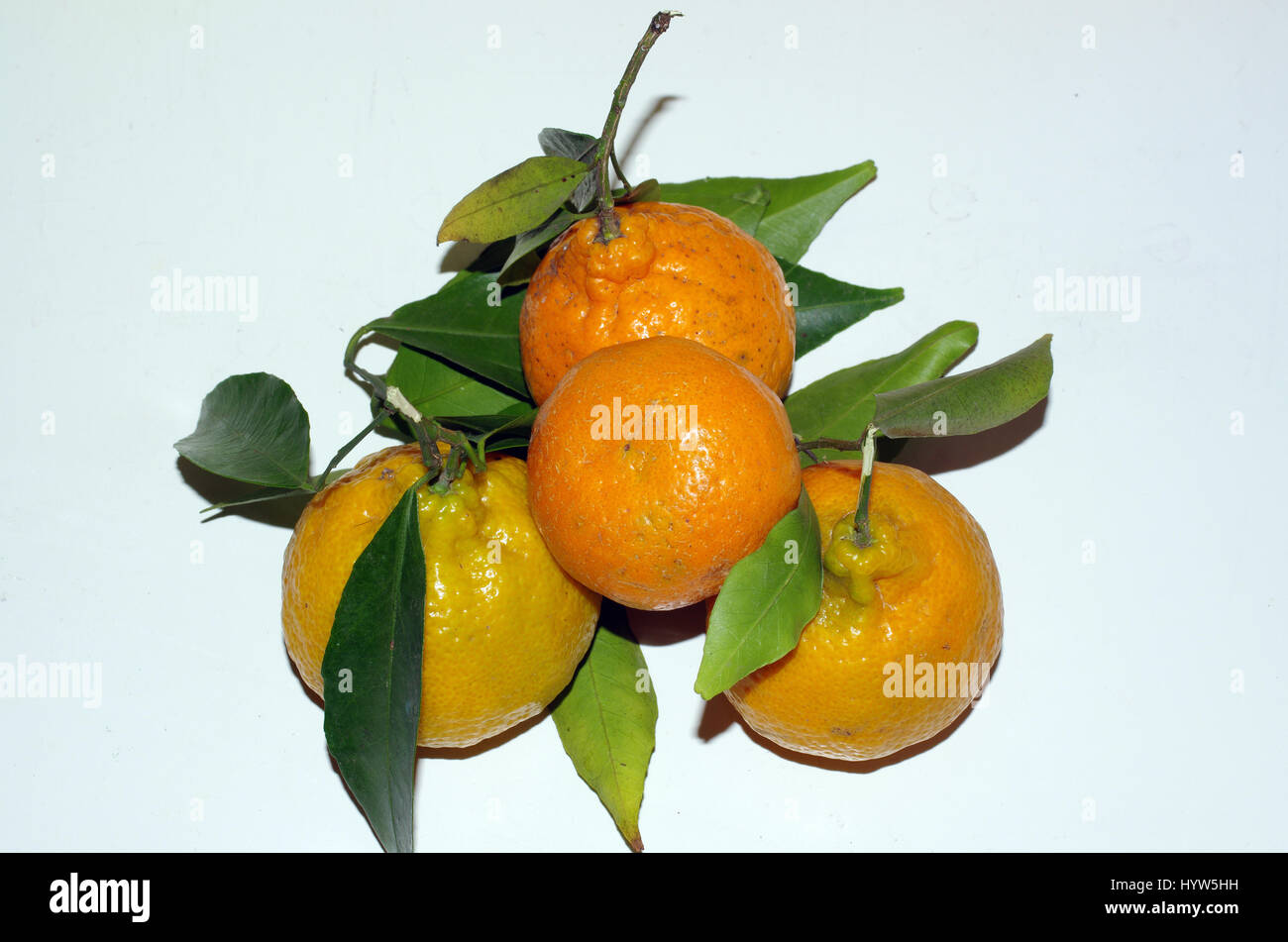 Mandarins Stock Photo