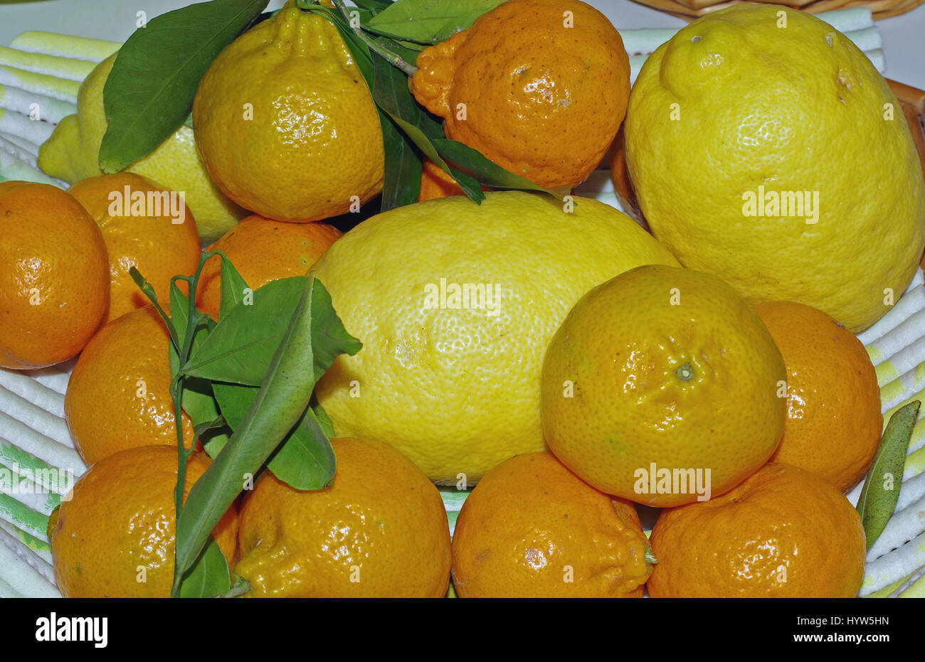 Basket of mixed citrus Stock Photo