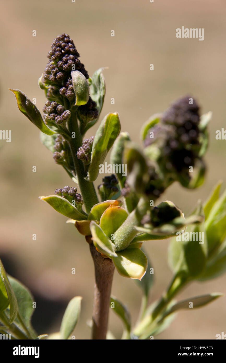 Lilac buds hires stock photography and images Alamy