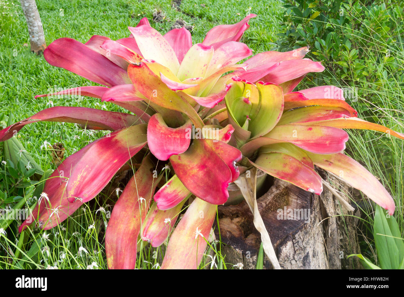 Colourful bromeliad plant in a garden in Thailand Stock Photo