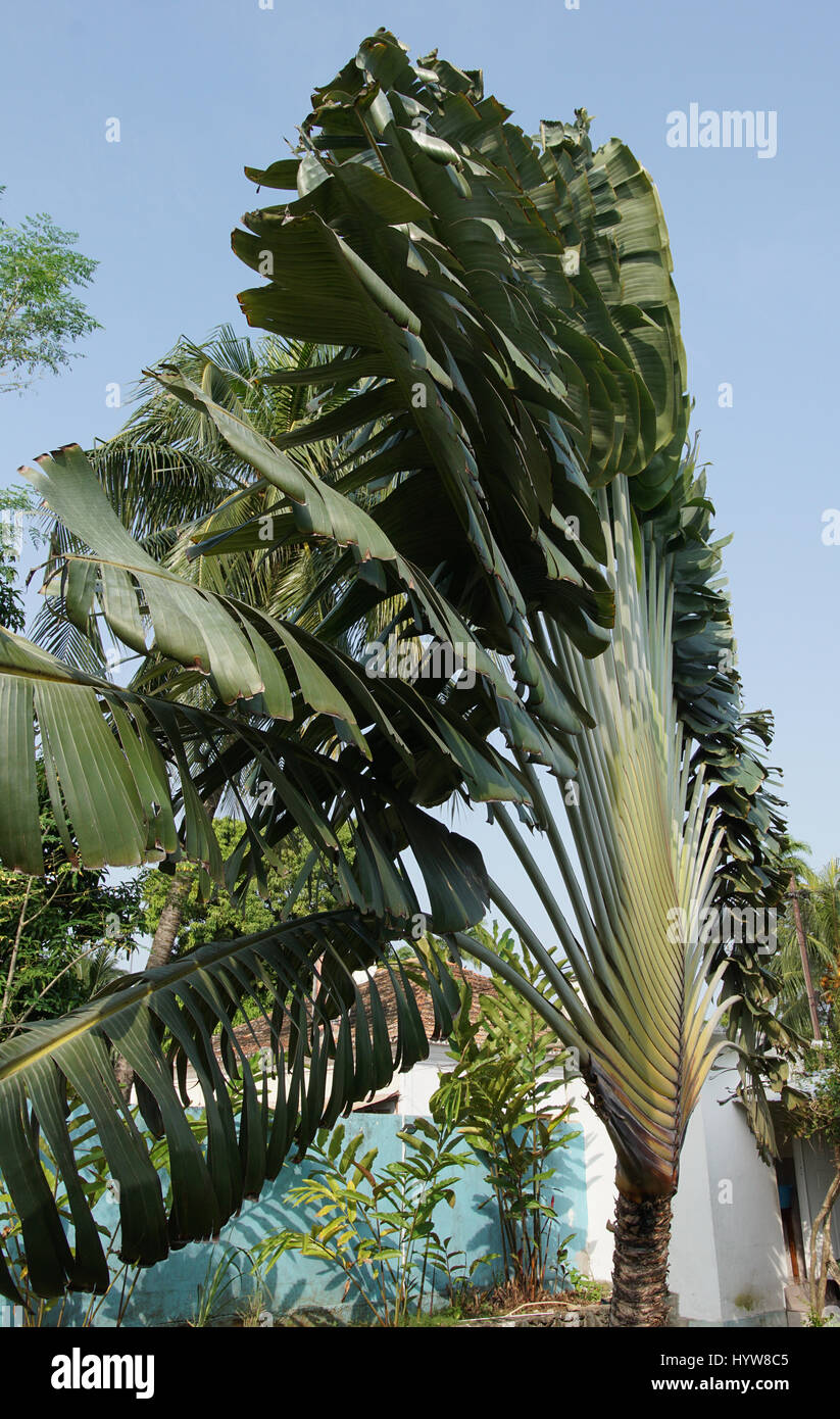 Image Traveller's tree (Ravenala madagascariensis) - 434309 - Images of  Plants and Gardens - botanikfoto