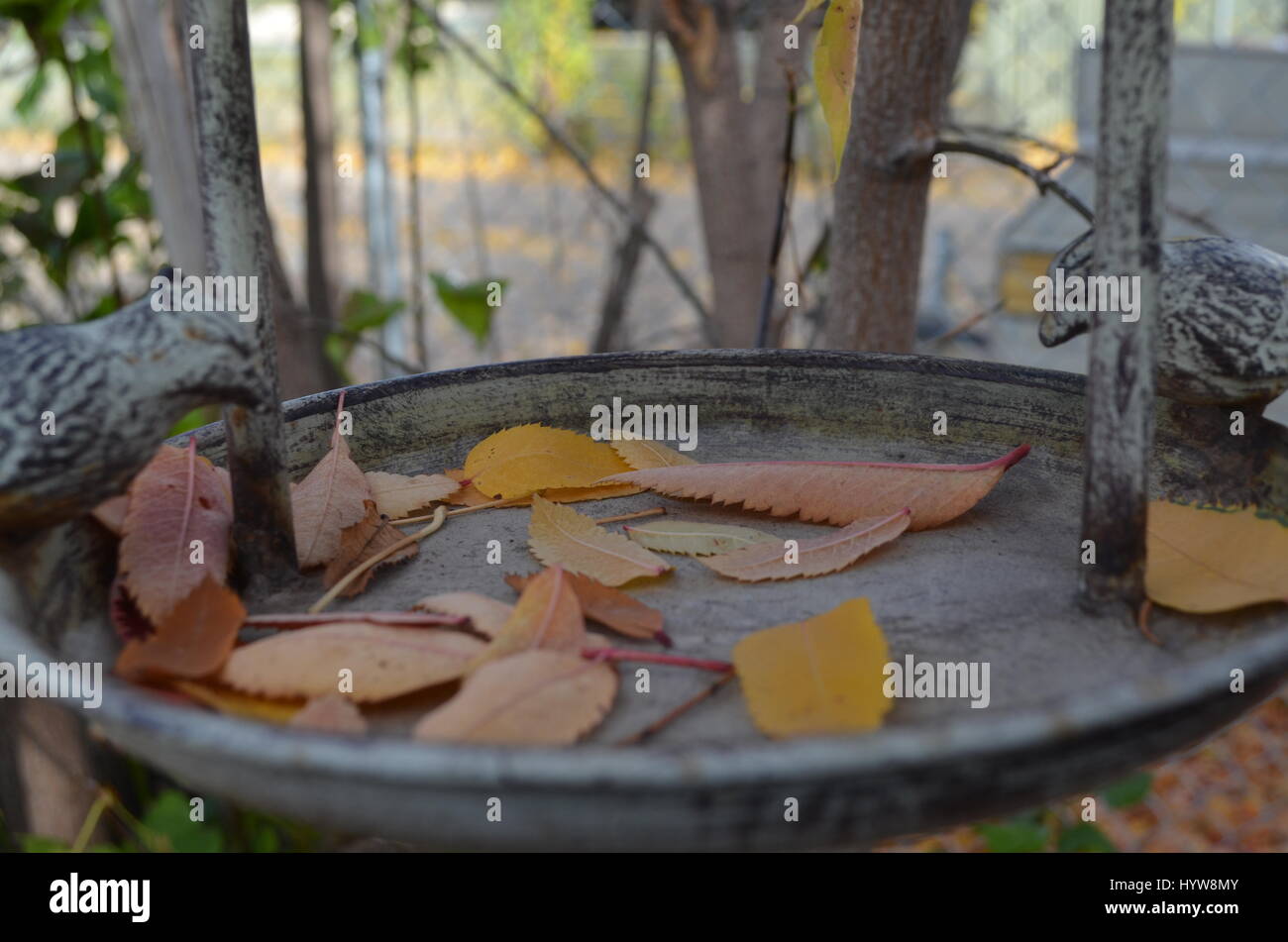 Bird feeder with fallen leaves. Stock Photo