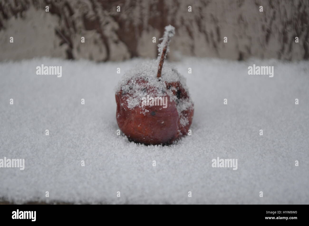 Malus admiration fruit hires stock photography and images Alamy