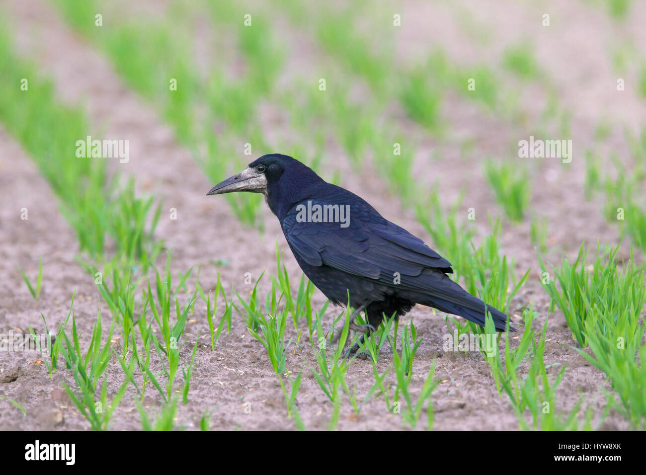 Rook (Corvus frugilegus) foraging among crop on farmland Stock Photo