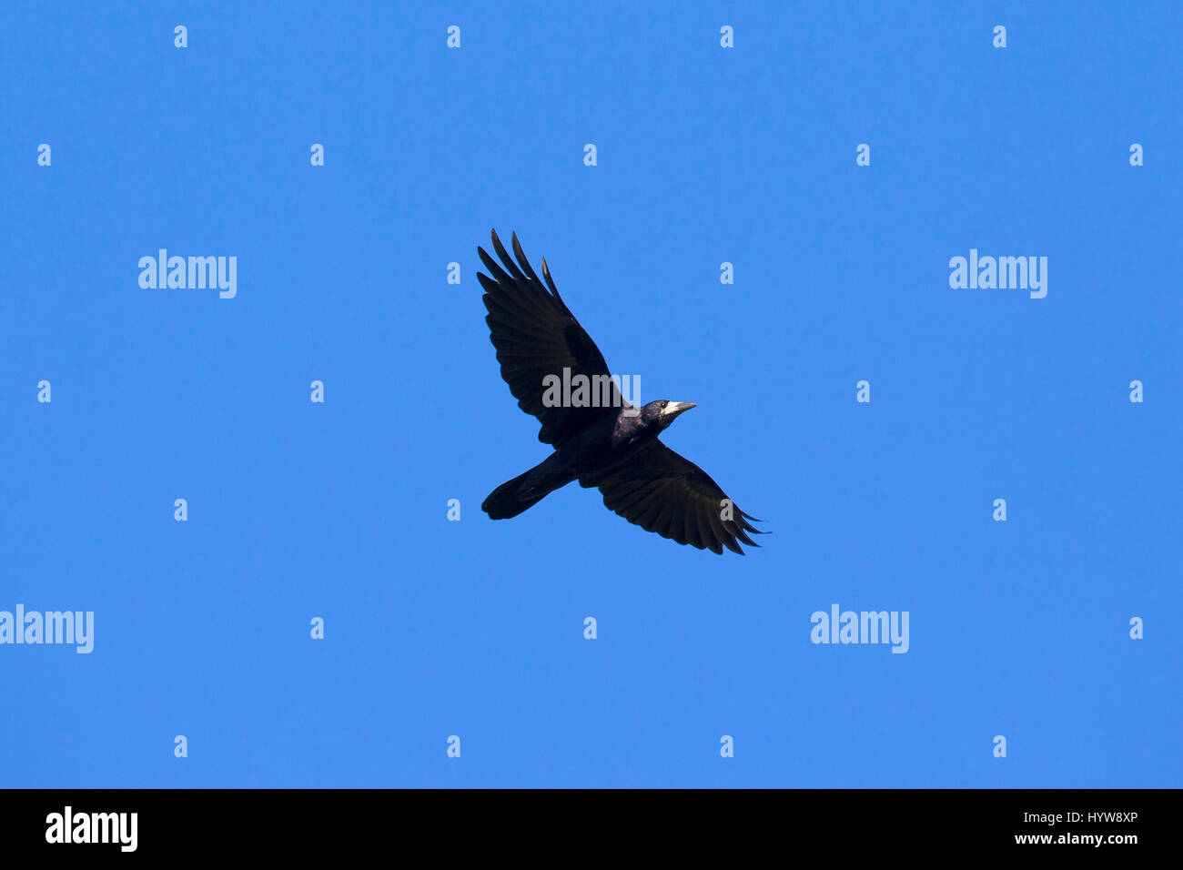 Rook flying hi-res stock photography and images - Alamy