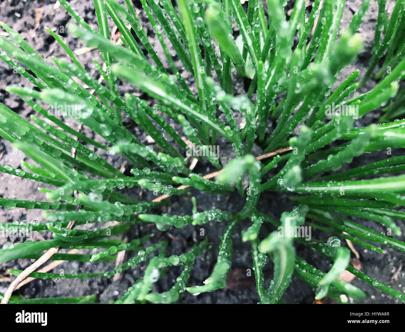 Green plants background with leaves in early spring Stock Photo - Alamy