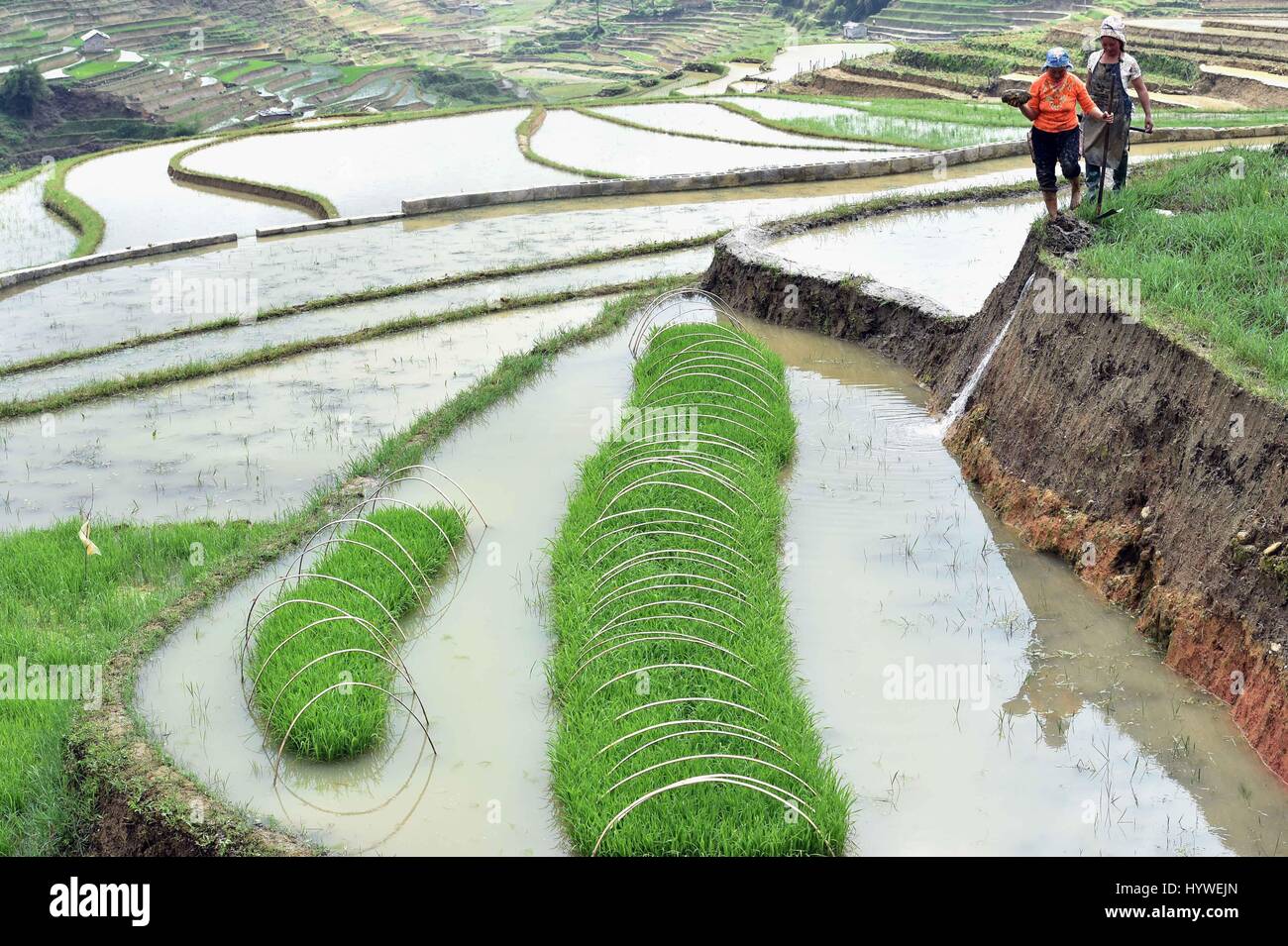 Jinping, China's Yunnan Province. 26th Apr, 2017. Farmers work in the ...