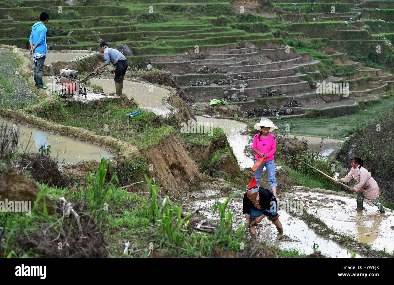 Jinping, China's Yunnan Province. 26th Apr, 2017. Farmers work in the ...