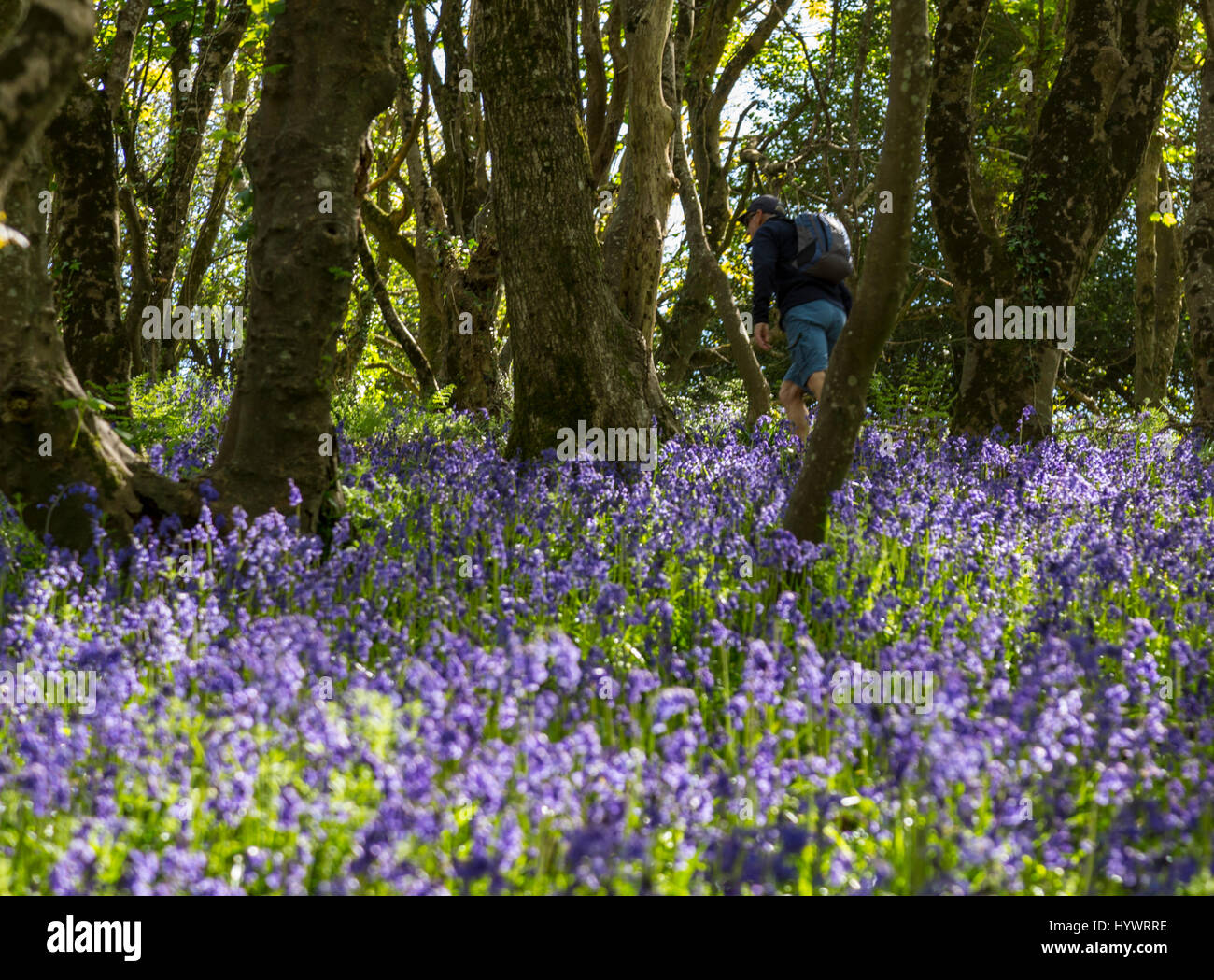 Sidmouth, Devon, UK. 27th Apr, 2017. UK Weather. A walker climbs through the bluebell woods on Salcombe Hill, Sidmouth, Devon. Credit: South West Photos/Alamy Live News Stock Photo