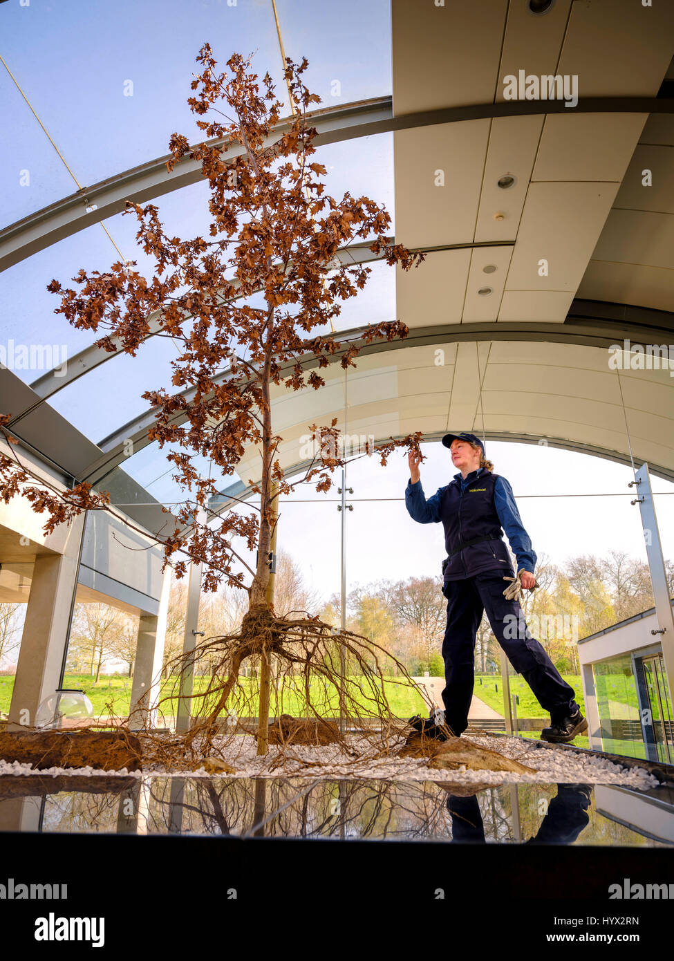 Wakehurst, UK. 7th April, 2017. Wakehurst - Royal Botanic Gardens. Launch of new exhibition at the Millennium Seed Bank - Secret Structures runs from now until March 2018 Botanical Horticulturalist Carol Hart with the Oak Tree exhibit which has recently featured on tv and is complete with root system on show. Credit: Jim Holden/Alamy Live News Stock Photo