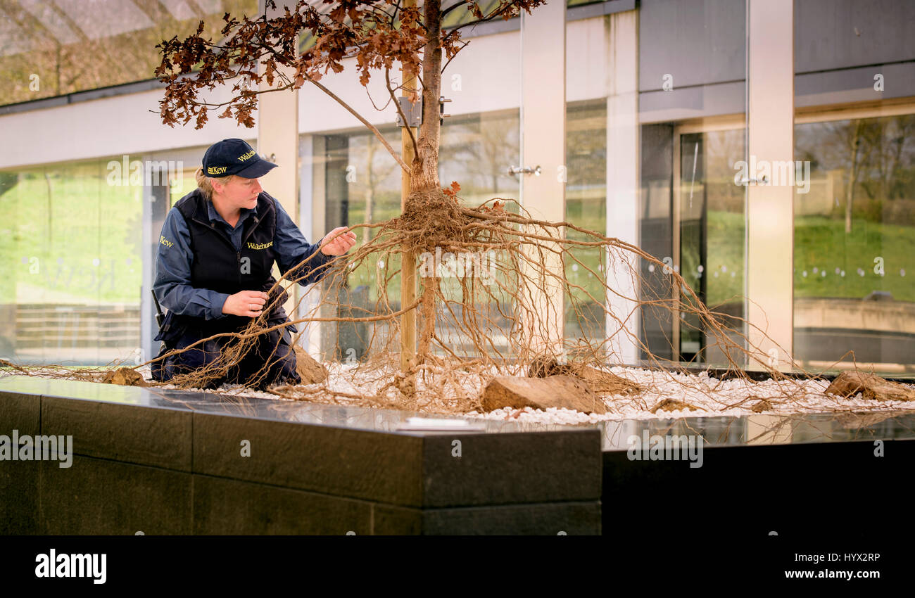 Wakehurst, UK. 7th April, 2017. Wakehurst - Royal Botanic Gardens. Launch of new exhibition at the Millennium Seed Bank - Secret Structures runs from now until March 2018 Botanical Horticulturalist Carol Hart with the Oak Tree exhibit which has recently featured on the BBC and is complete with root system on show. Credit: Jim Holden/Alamy Live News Stock Photo