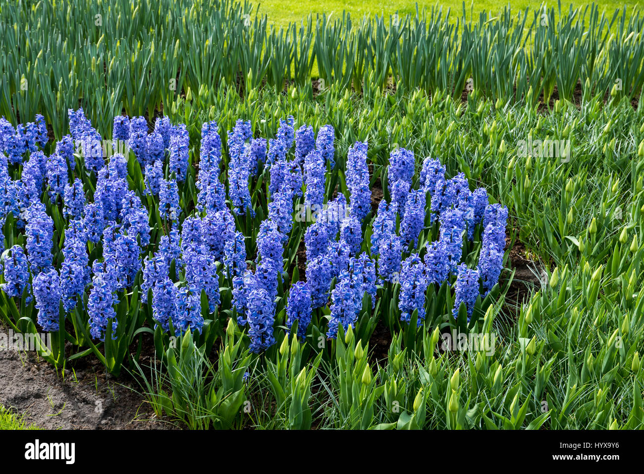 Hyacinthus ‘Blue Tango’ Stock Photo - Alamy