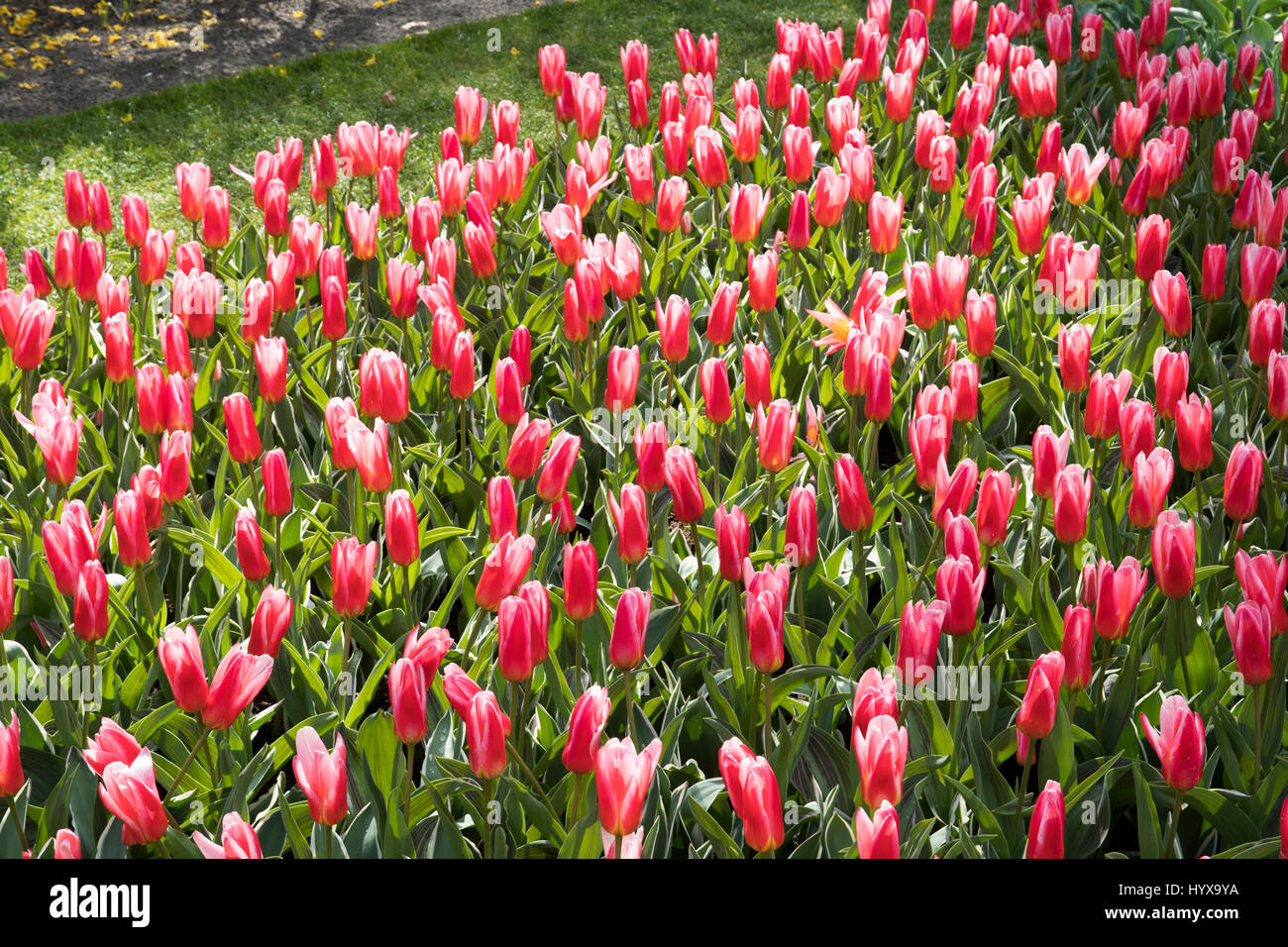 Tulipa kaufmanniana 'Heart's Delight' Stock Photo