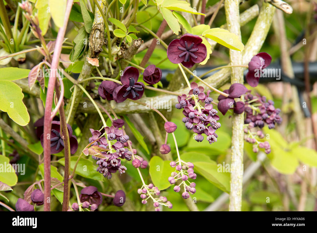 Akebia quinata shrub hi-res stock photography and images - Alamy