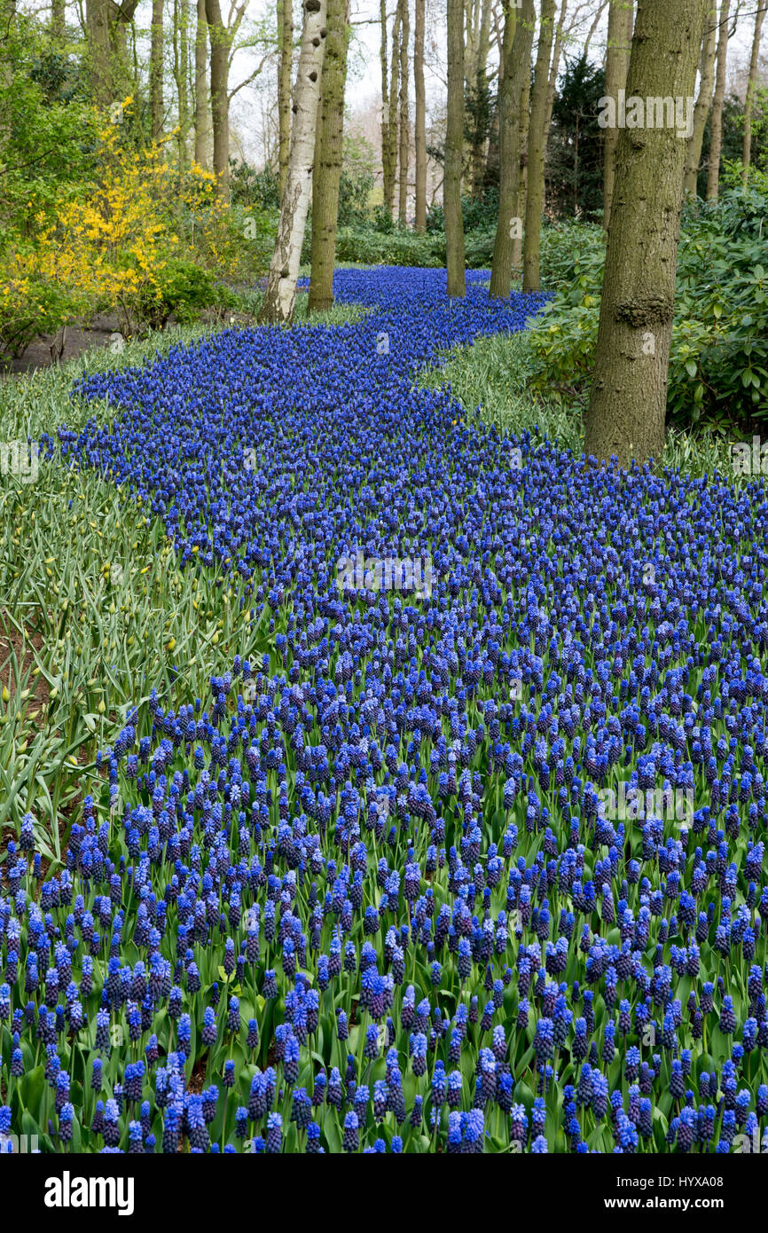 A wave of Muscari latifolium in the Keukenhof Stock Photo