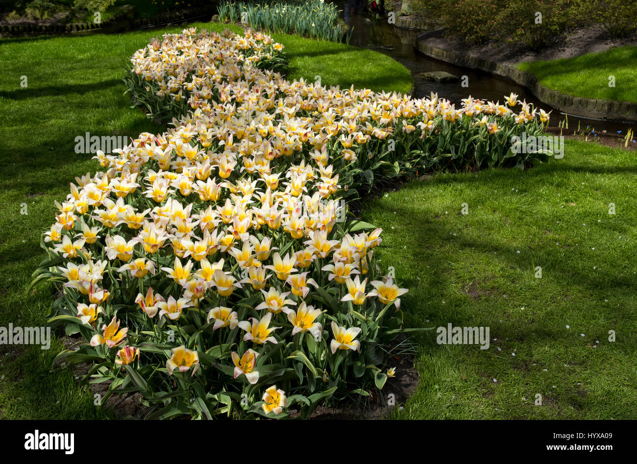 Field of yellow tulips in the Keukenhof Stock Photo - Alamy