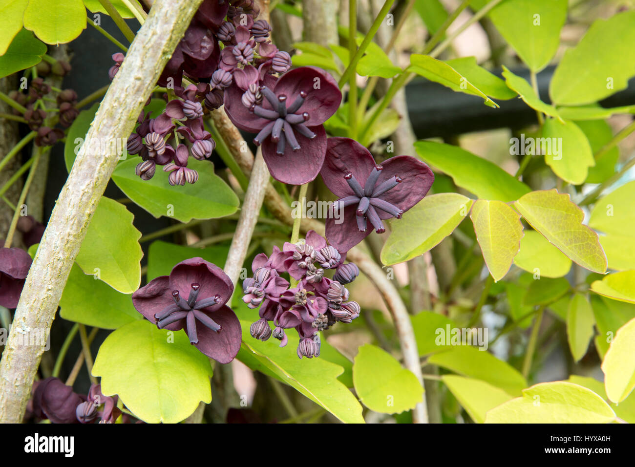 Akebia quinata shrub hi-res stock photography and images - Alamy