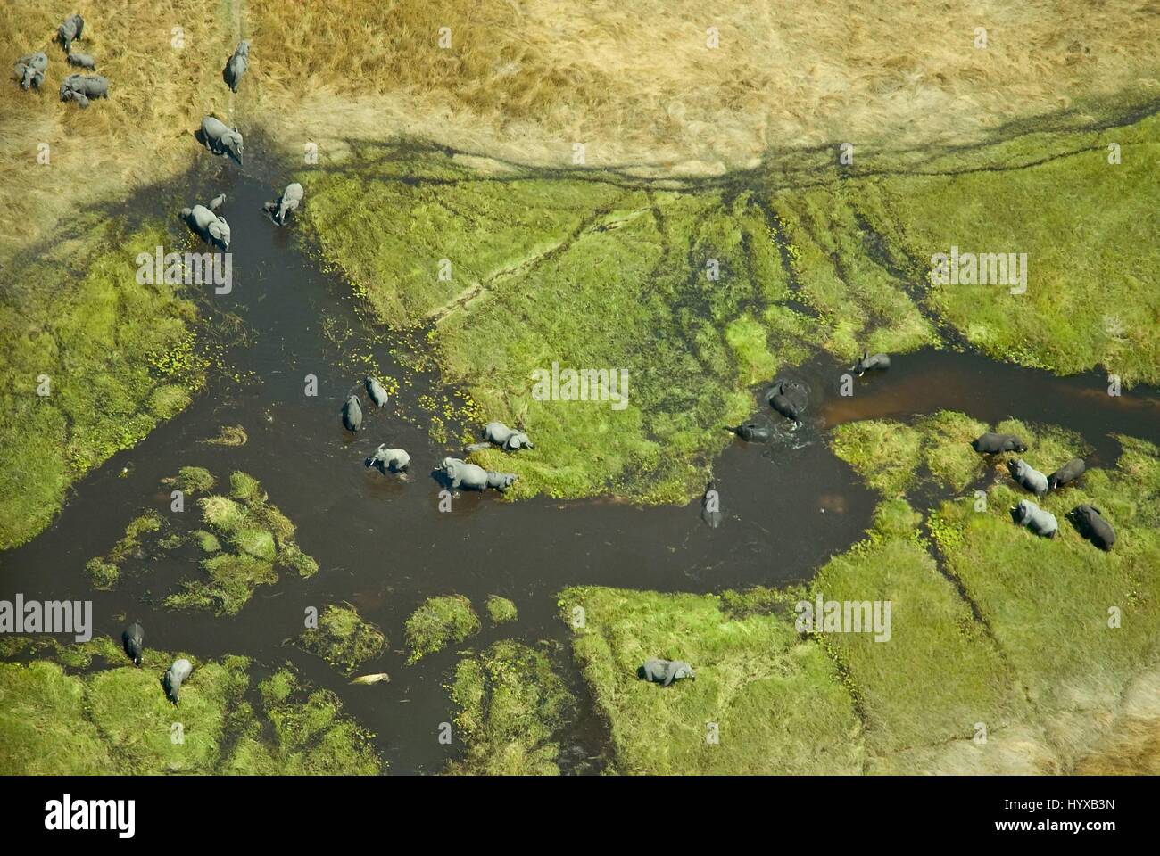 Africa, Botswana, Okavango Delta Stock Photo