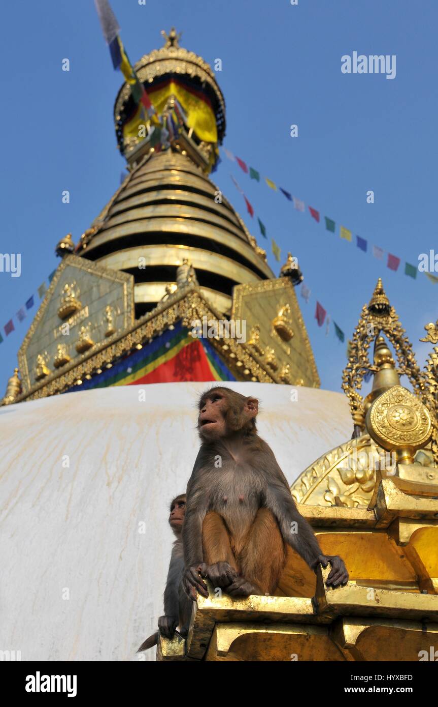 Nepal, Kathmandu, Swayambhunath stupa, Monkey Temple Stock Photo - Alamy