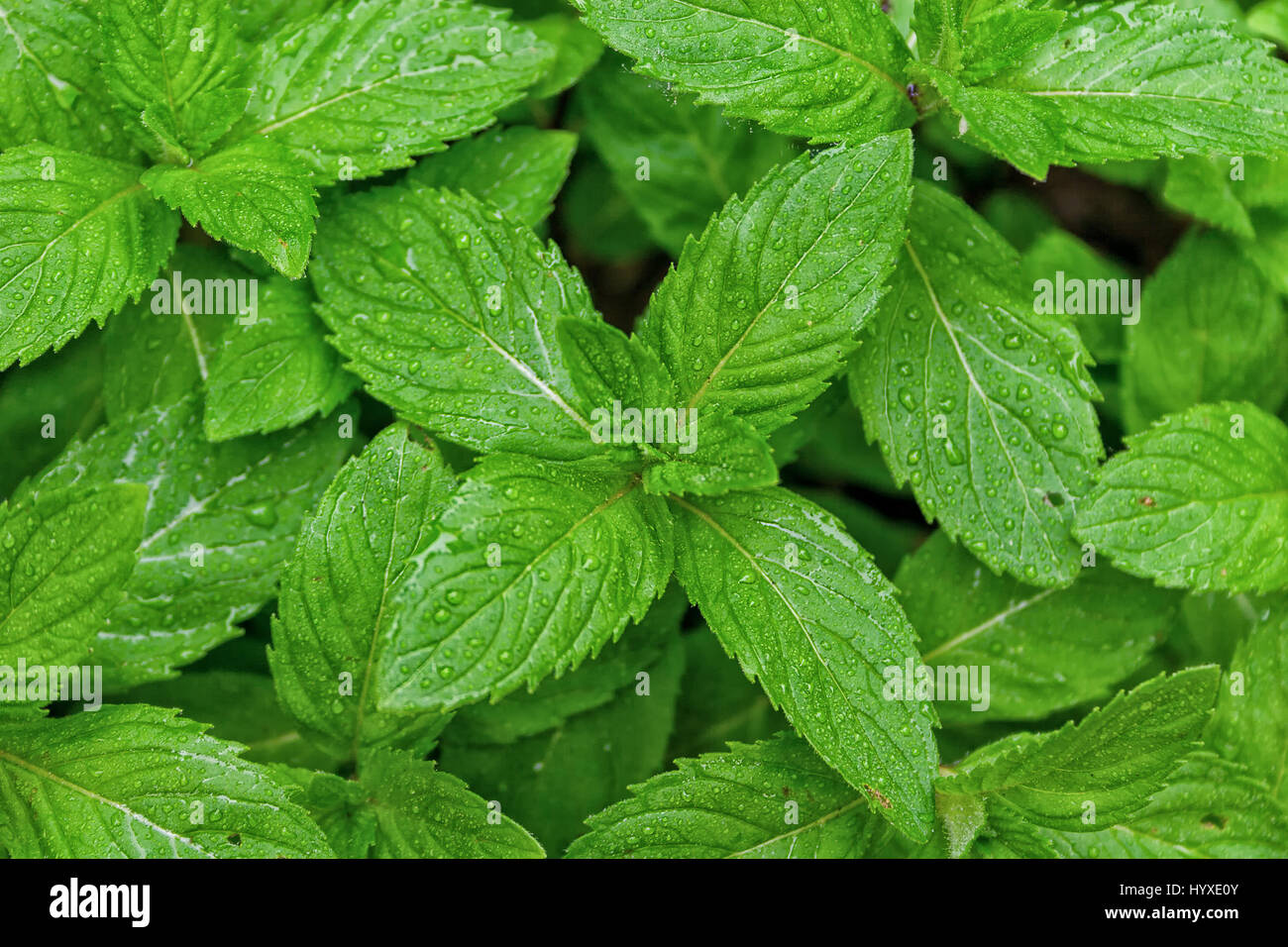 Mint leaves, dew drops, closeup image, top view, selective focus Stock Photo
