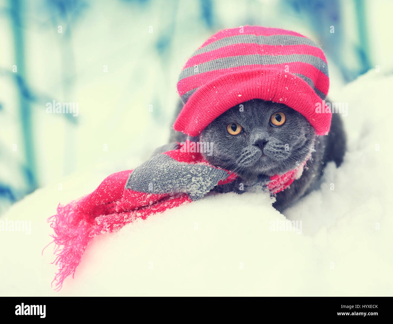 Fashion Portrait Of Blue British Shorthair Cat Wearing Knitting