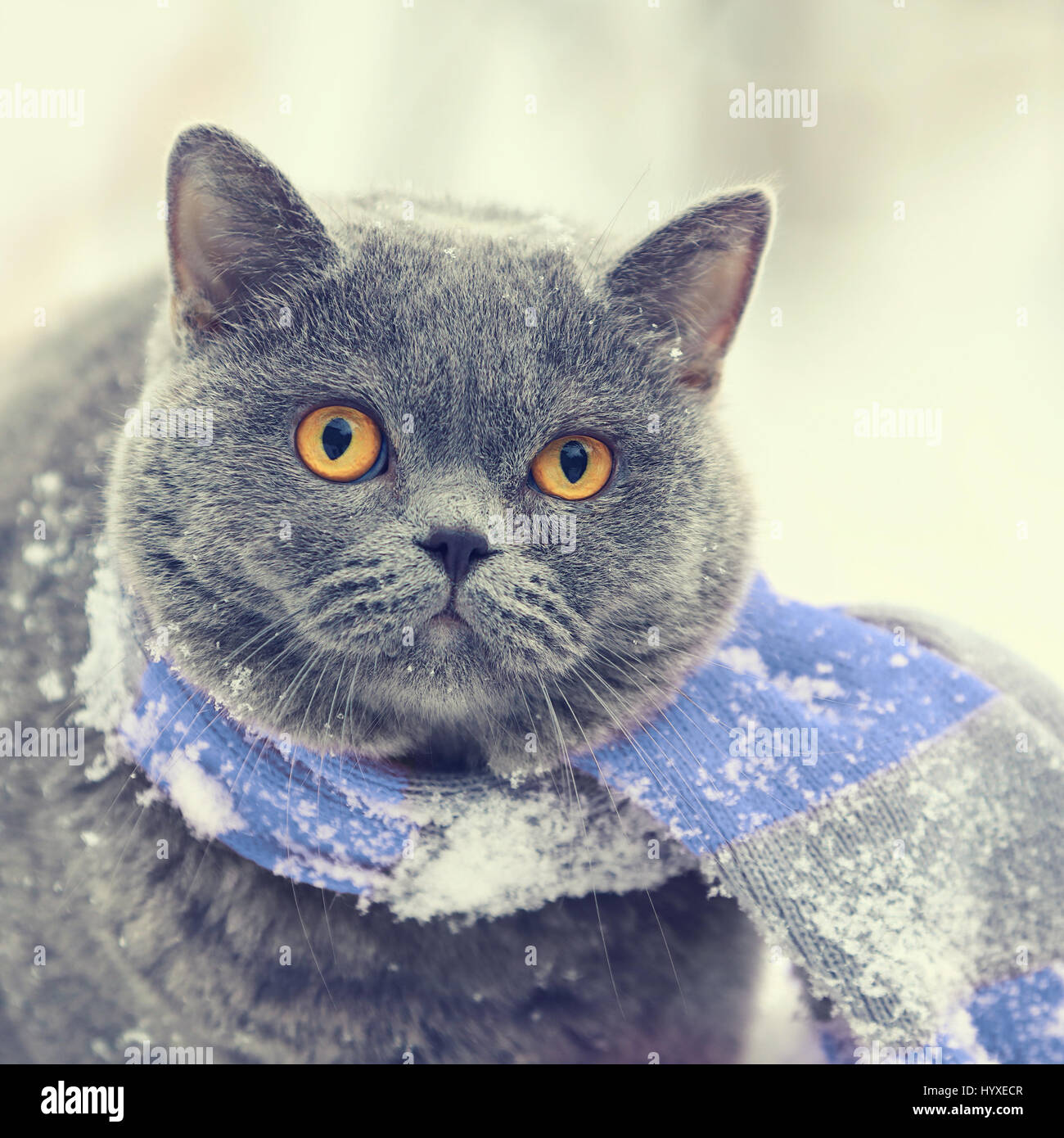 Winter fashion portrait of Blue British shorthair cat wearing pink gray  knitting scarf. Cat walking outdoor in snow Stock Photo - Alamy